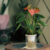 Hydroponic planter