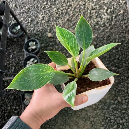 Philodendron Birkin Plant