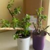 Jade Plant with woody stem and fleshy green leaves