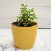 Jade Plant