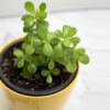 Jade Plant - Image 3