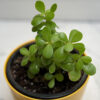 Jade Plant - Image 4