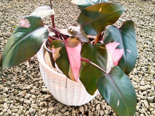 Buy Philodendron Pink Princess a rare of philodendron cultivar and a truly ornamental indoor plant. Its variegation reflects baby pink color shade on its leaves.