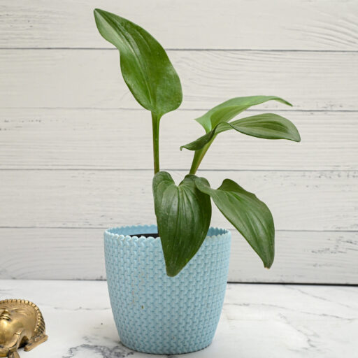 African Hosta