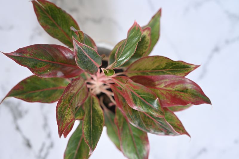 Aglaonema Chinese Evergreen Lipstick Plant with lush green leaves and vibrant red edges.