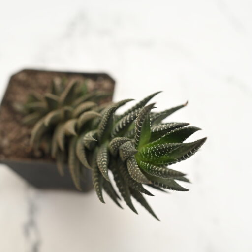 Haworthia Coarctata / Zebra Cactus – Succulent