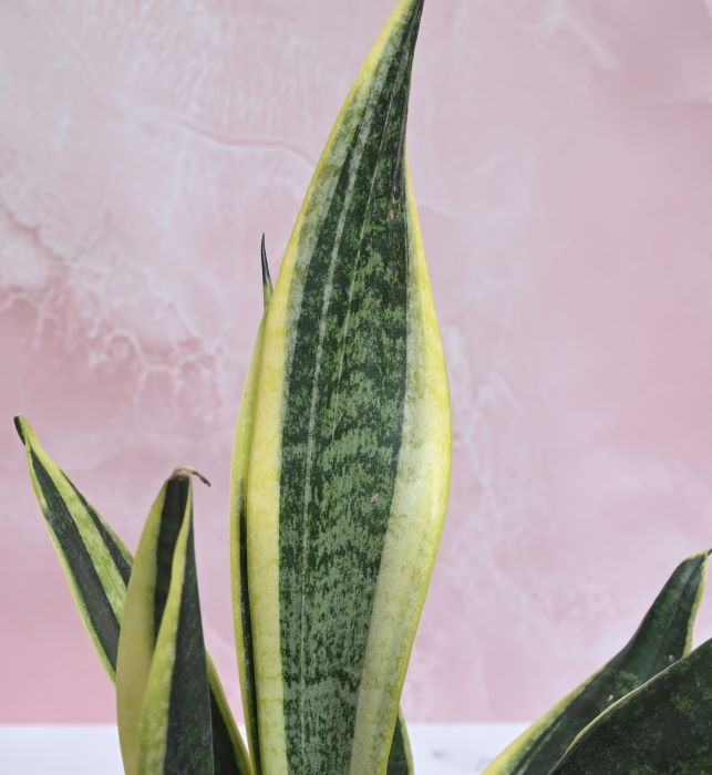 Sansevieria Laurentii Snake Plant with yellow-edged, pointed leaves.