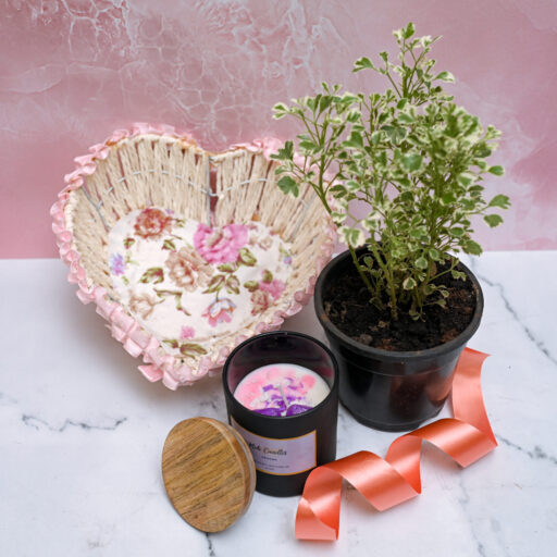 Combos – Plants and candles gift sets