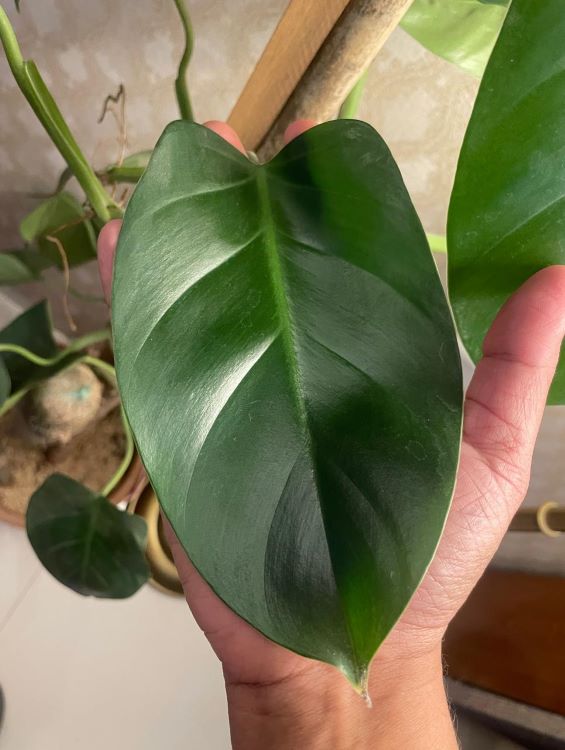 Big Size Heartleaf Philodendron, with leaves as big as a dinner plate