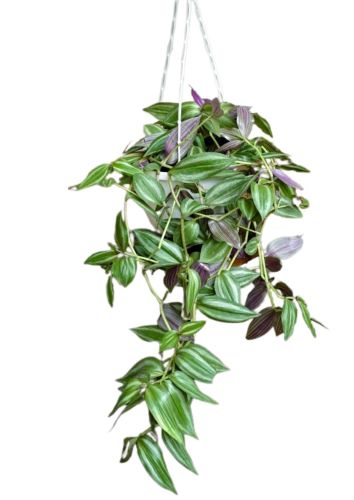 Wandering Jew Creeper. Beautiful Colorful Hanging Basket Plant