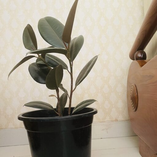 Rubber Plant/ Ficus Elastica