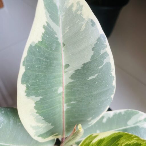 Variegated Rubber Plant/ Ficus Elastica