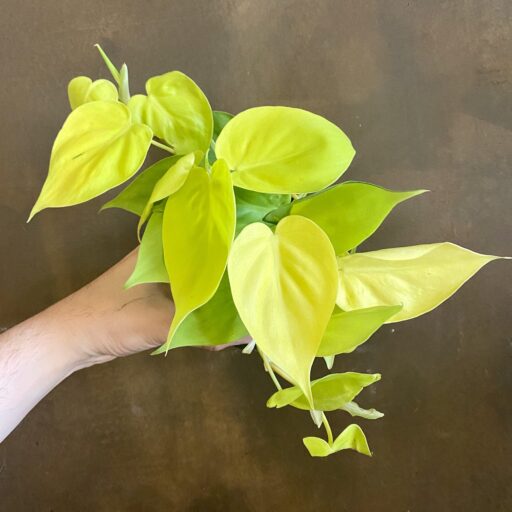 Philodendron Lemon Lime Pothos