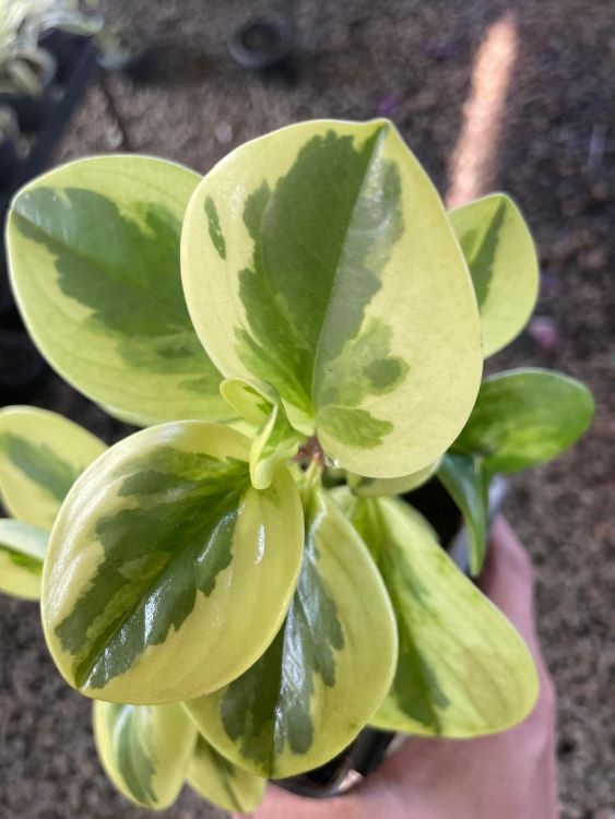 Peperomia obtusifolia Variegated Plant with thick, glossy leaves and beautiful creamy white and green variegation.