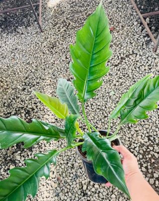 Buy Philodendron Jungle Boogie Plant with serrated green leaves and air purifying qualities.